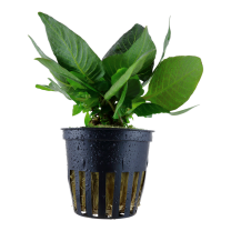 Hygrophila corymbosa "Compact"