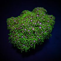 Briareum stechei - roheline (grade A) 