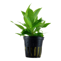 Hygrophila siamensis pott