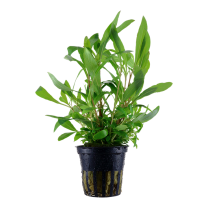 Hygrophila "siamensis 53B" pott