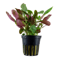 Lobelia cardinalis pott