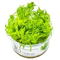 Pogostemon deccanensis 1-2-GROW
