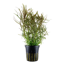 Pogostemon stellatus