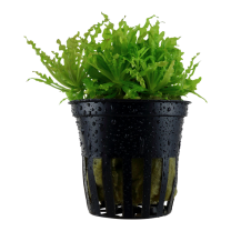Pogostemon helferi pott
