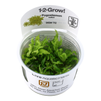 Pogostemon helferi 1-2-GROW