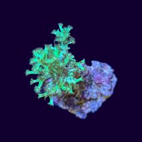Capnella roheline XS