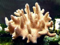 Lobophytum sp