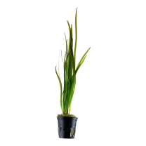 Vallisneria spiralis "Tiger" pott