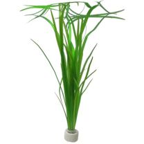 Vallisneria Natans punt