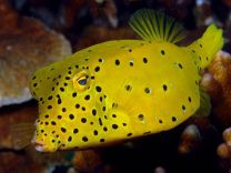 Ostracion cubicus
