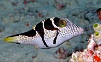 Canthigaster valentini