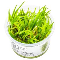 Blyxa japonica 1-2-GROW