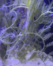 Caulerpa punt