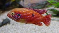 Hemichromis guttatus S