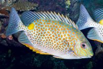 Siganus guttatus