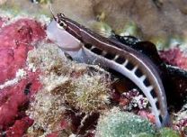 Ecsenius lineatus