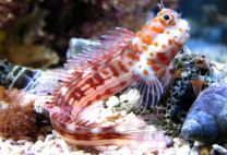 Blenniella chrysospilos