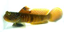 Cryptocentrus pavoninoides