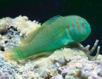 Gobiodon histrio