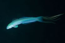 Ptereleotris hanae