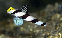 Stonogobiops xanthorhinica