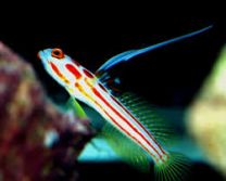 Stonogobiops yashia