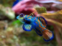 Pterosynchiropus splendidus (blue)