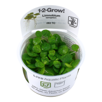 Limnobium laevigatum 1-2-GROW