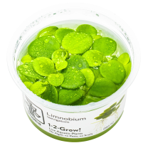 Limnobium laevigatum 1-2-GROW