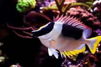 Siganus magnificus