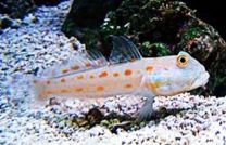 Amblyeleotris guttata