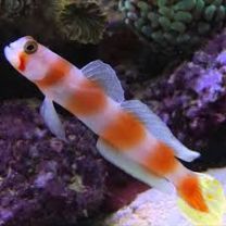 Cryptocentrus aurora