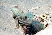 Cryptocentrus caeruleopunctatus