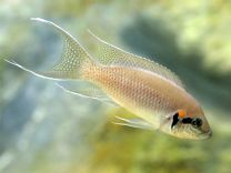 Neolamprologus brichardi