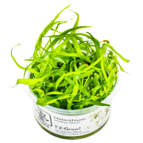 Helanthium tenellum Green 1-2-GROW