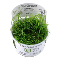 Helanthium tenellum Green 1-2-GROW