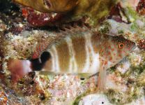 Amblycirrhitus pinos