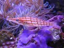 Oxycirrhitus typhus