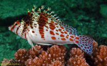 Cirrhitichthys falco