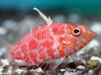 Plectranthias inermis