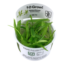 Helanthium Quadricostatus 1-2-GROW