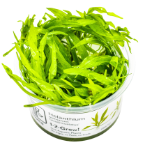 Helanthium Quadricostatus 1-2-GROW