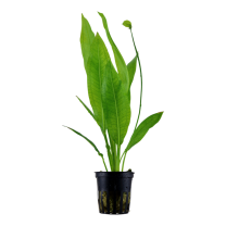 Echinodorus bleheri
