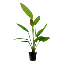Echinodorus rose pott