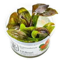 Echinodors Reni 1-2-GROW