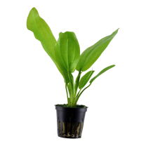 Echinodorus cordifolius ssp. fluitans
