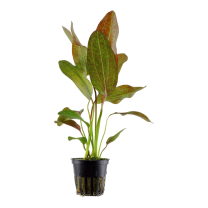 Echinodorus ’Ozelot’