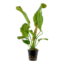 Echinodorus Ozelot green