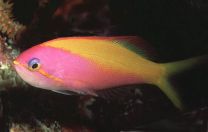 Nemanthias carberryi