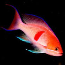 Anthias rubrizonatus